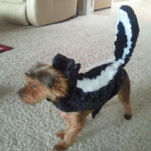 Skunk Dog Halloween Costume